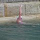 Lewis Pugh completes the Long Swim to highlight marine protection